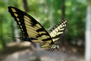 昆虫包 – Insect Pack