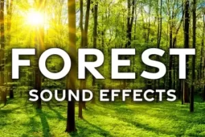 Sound Ideas Forest Sound Effects FLAC-FANTASTiC