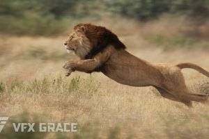 VFX Grace Animal Pack 20