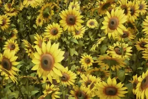 植物 VOL.25 – 向日葵 Foliage VOL.25 – Sunflowers
