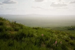 高山草甸  ALPINE MEADOW