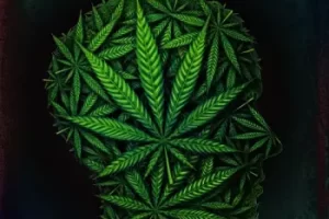 Premier Chill Hop采样包：打造慵懒嘻哈节拍的必备音源