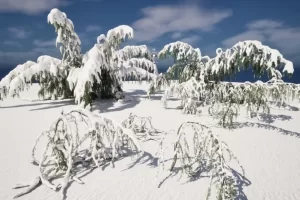 冬季雪花植物 – 大西洋雪松 Winter Snow Plants – Cedrus atlantica Glauca Pendula – Atlas