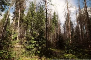 MW 枯萎云杉森林树群系 – MW Dead Spruce Forest Trees Biome