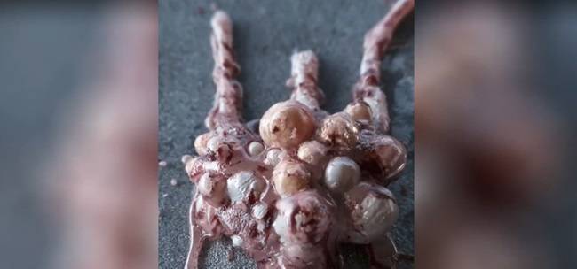 Motion Designers Academy – Mastering Houdini on a new level: The Symbiote Creature