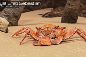 皇家蟹 Royal Crab – King Sebastian