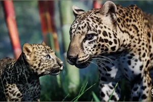 动物界 – 豹子（幼）-Animalia – Leopard (young)