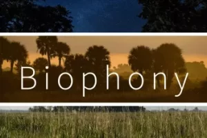 Biophony自然音效库：沉浸式生态背景声资源下载