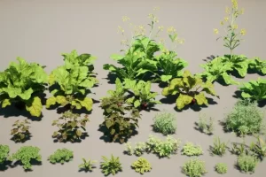 种植蔬菜 plant vegetables V2
