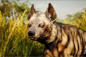 雄性条纹鬣狗带动画 Animalia – Striped Hyena (male)