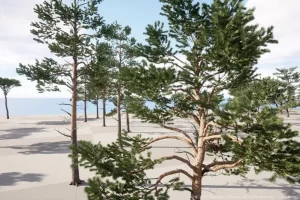 针叶树（松树、柏树和冷杉）DZ Trees – Conifers (Pines, Cypresses and Firs)