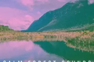 自然声效库Calm Forest Sounds：FLAC无损森林雨海音效素材