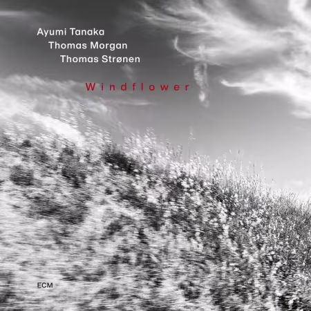 Ayumi Tanaka等人新专辑《Windflower》：ECM当代爵士美学的诗意绽放