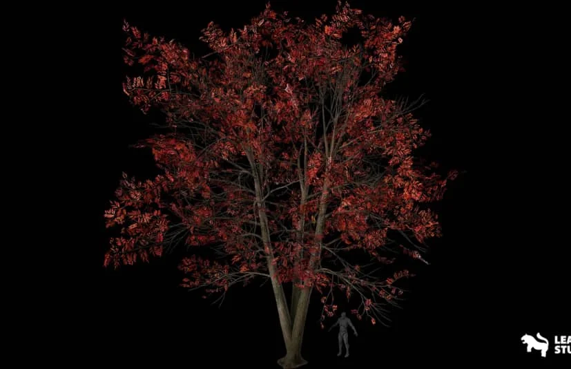 酸木树 - Sourwood Trees