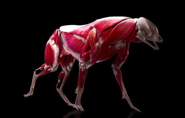 Adonis 2.1 For Maya 2024 – 2027 and Houdini Win x64