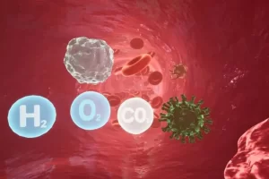 血液循环血管心脏内部环境模拟 Blood Circulation