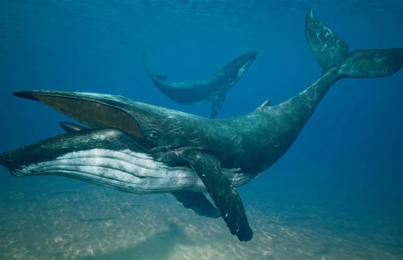 座头鲸角色模型带动画 - Humpback Whale