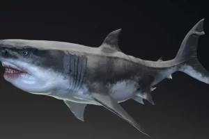 巨齿鲨模型动画 MEGALODON – Sea Monster Series 5