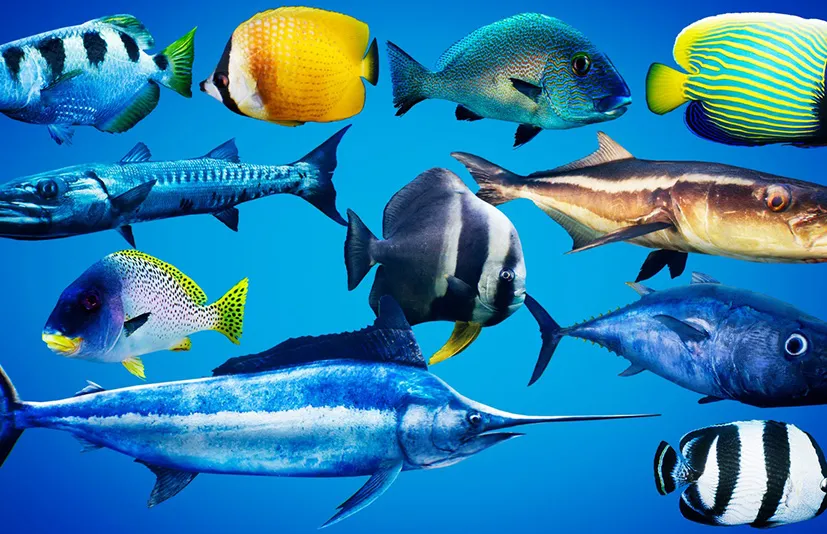 鱼群学校系统之鱼 - Fish for Fish School System