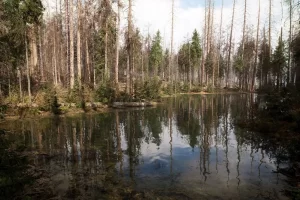 MW 枯死的云杉森林树木群落 – MW Dead Spruce Forest Trees Biome