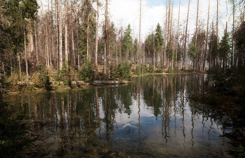 MW 枯死的云杉森林树木群落 - MW Dead Spruce Forest Trees Biome