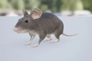 鼠 – Mouse