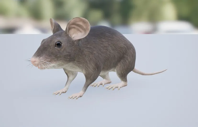 鼠 - Mouse