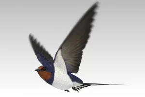 燕子 – Barn Swallow