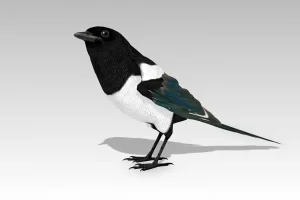 喜鹊带动画 – Magpie