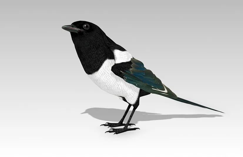 喜鹊带动画 - Magpie