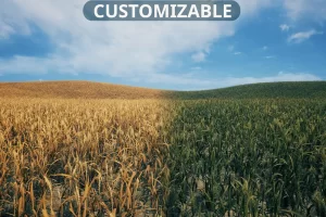 麦田 – Nanite Foliage – Wheat Field
