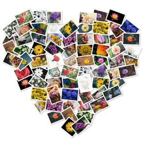FigrCollage 3.3.8 MacOS